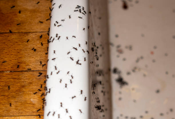 Best Affordable Pest Control Services  in Harrington Park, NJ